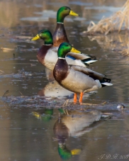 ducks-2