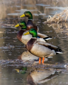 ducks-3