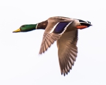ducks-6